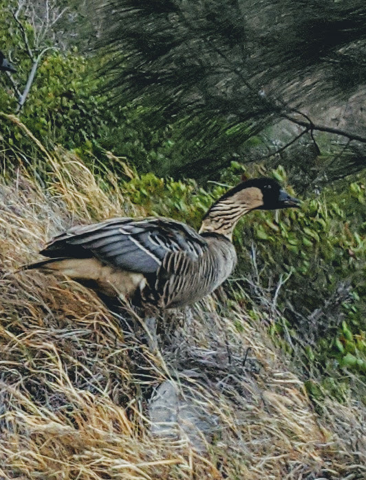 Waihe'e Ridge Sunset
